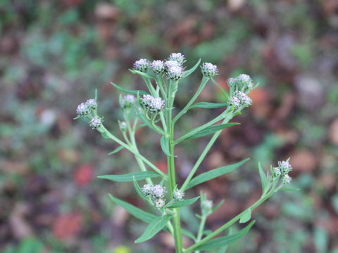 Saussurea pulchella