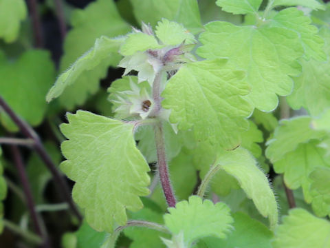 Matsumurella tuberifera