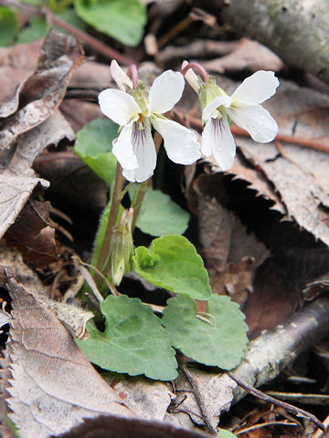 Viola boissieuana