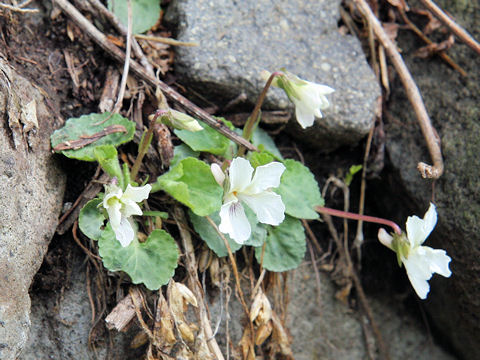 Viola boissieuana