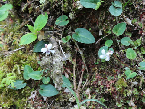 Viola boissieuana