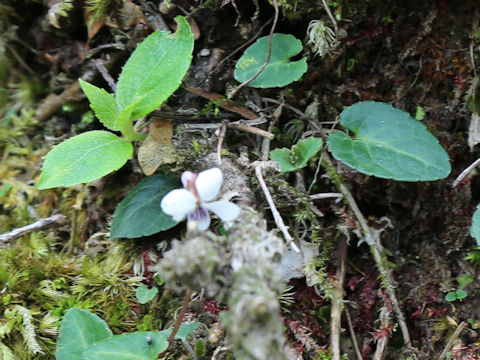 Viola boissieuana