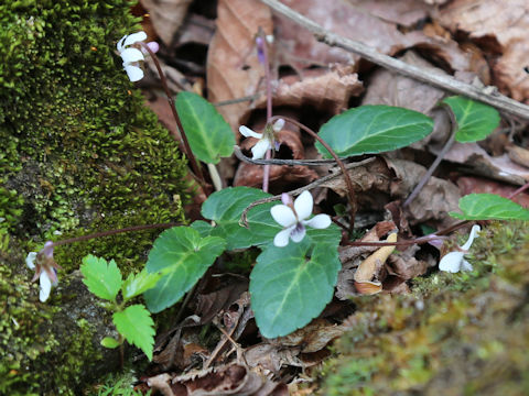 Viola boissieuana