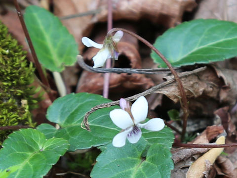 Viola boissieuana