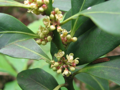 Ilex leucoclada