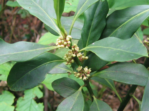 Ilex leucoclada