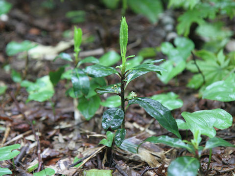 Ilex leucoclada