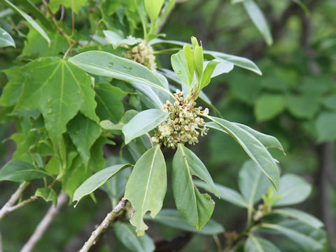 Ilex leucoclada