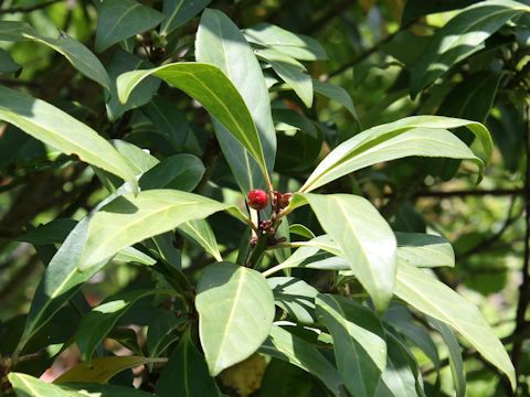 Ilex leucoclada