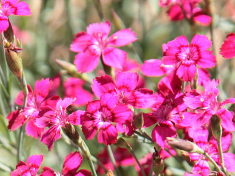 Dianthus deltoides