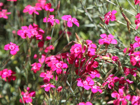 Dianthus deltoides