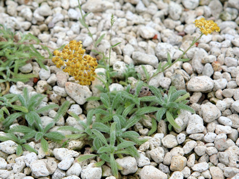 Achillea tomentosa