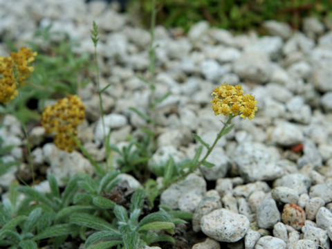 Achillea tomentosa