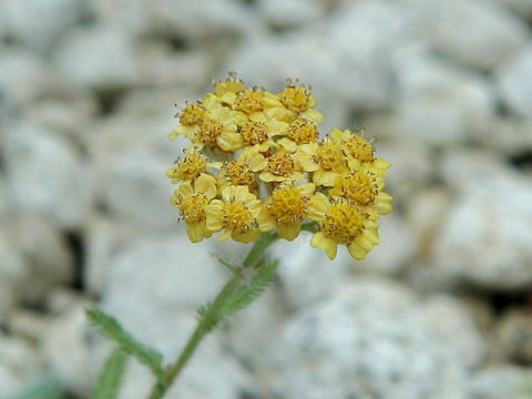 Achillea tomentosa