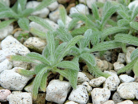 Achillea tomentosa