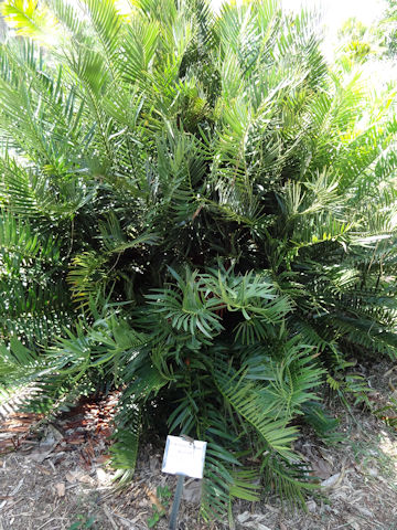 Encephalartos horridus