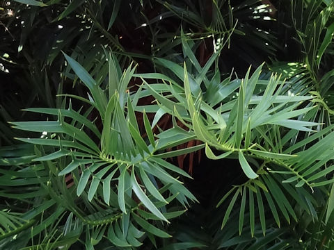 Encephalartos horridus