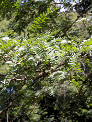 Gleditsia japonica var. stenocarpa