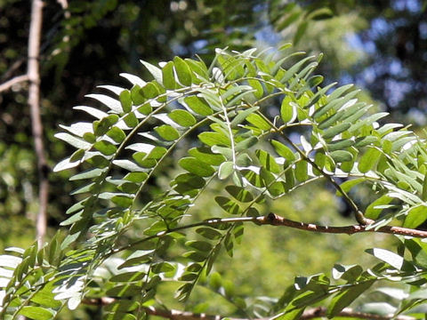 Gleditsia japonica var. stenocarpa