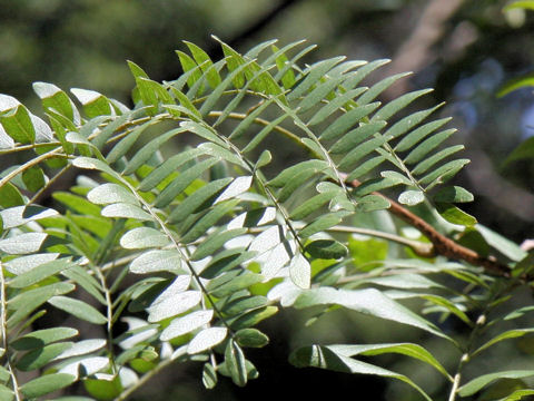 Gleditsia japonica var. stenocarpa