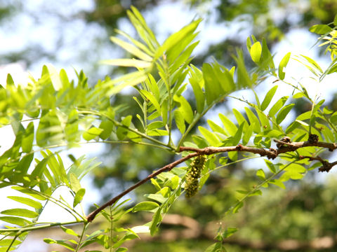 Gleditsia japonica var. stenocarpa