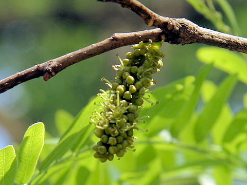 Gleditsia japonica var. stenocarpa