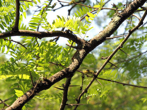 Gleditsia japonica var. stenocarpa