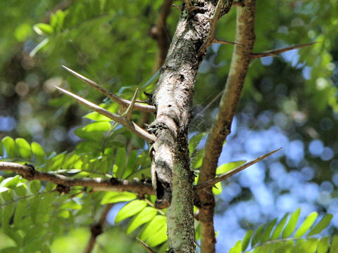 Gleditsia japonica var. stenocarpa