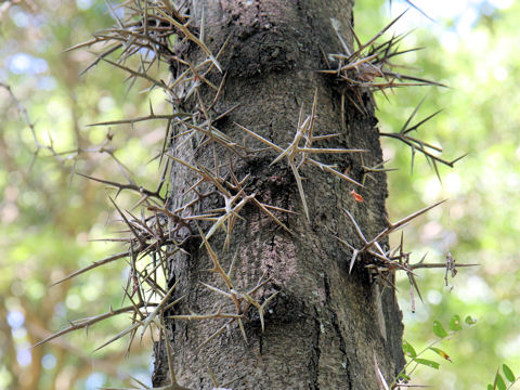 Gleditsia japonica var. stenocarpa