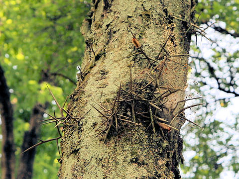 Gleditsia japonica var. stenocarpa