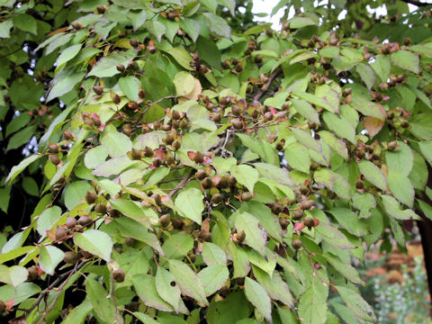 Stewartia monadelpha