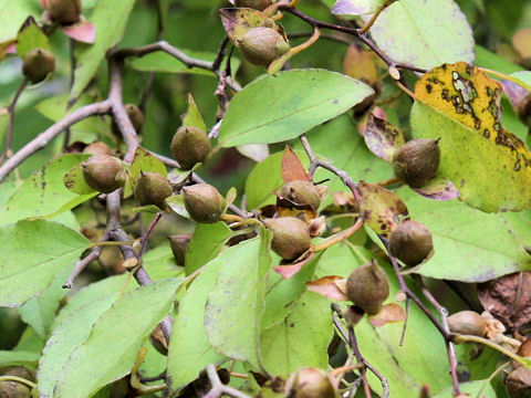 Stewartia monadelpha