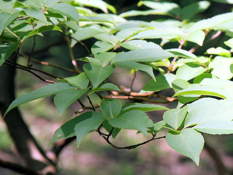 Stewartia monadelpha