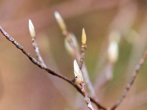 Stewartia monadelpha