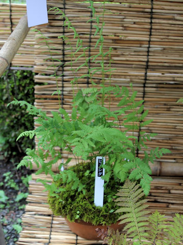 Thelypteris palustris