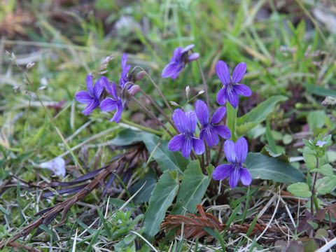 Viola confusa ssp. nagasakiensis