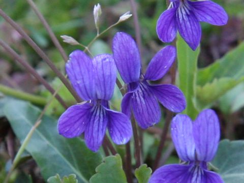 Viola confusa ssp. nagasakiensis