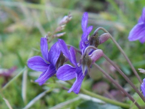 Viola confusa ssp. nagasakiensis