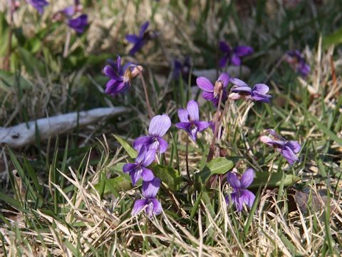 Viola confusa ssp. nagasakiensis