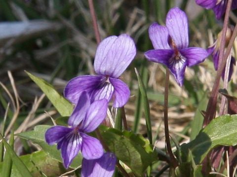 Viola confusa ssp. nagasakiensis