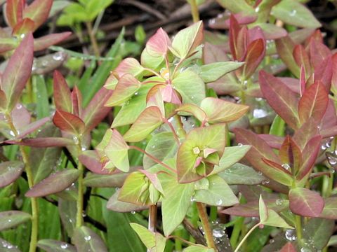 Euphorbia sieboldiana var. montana