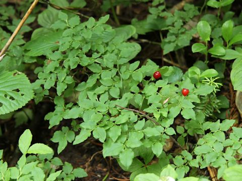 Vaccinium yatabei