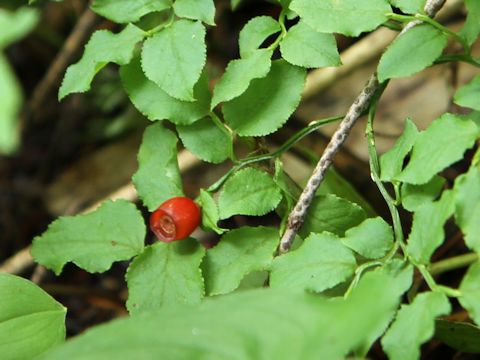 Vaccinium yatabei