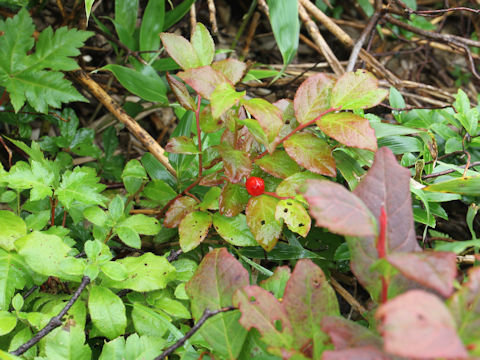 Vaccinium yatabei