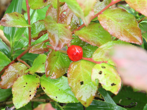 Vaccinium yatabei