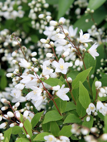 Deutzia gracilis