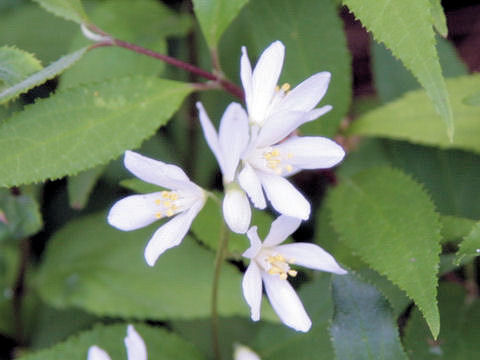 Deutzia gracilis