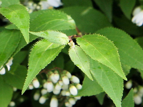 Deutzia gracilis