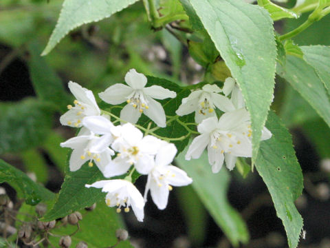 Deutzia gracilis