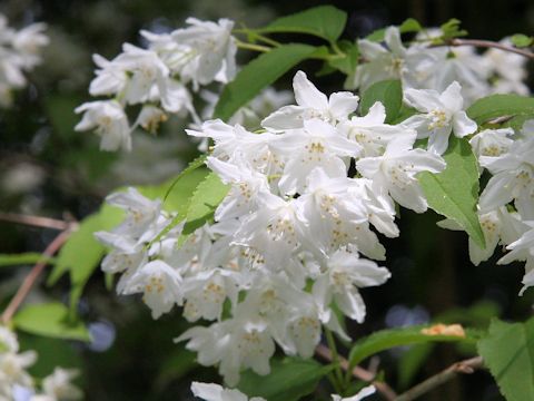 Deutzia gracilis